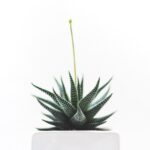 plant-1842299